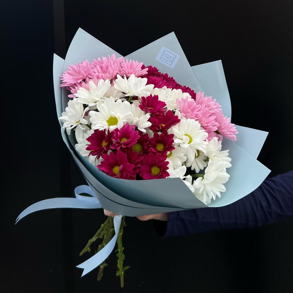 Chrisanthemum  M